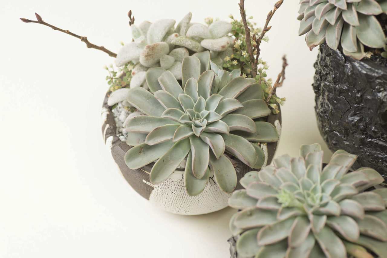 可食用的多肉植物：东美人石莲花- 庐畔养花